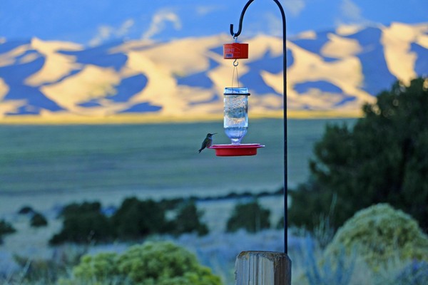 Depuis le patio du Great Sand Dunes Lodge au sunrise, colibri en mode ravitaillement sur fond de carte postale