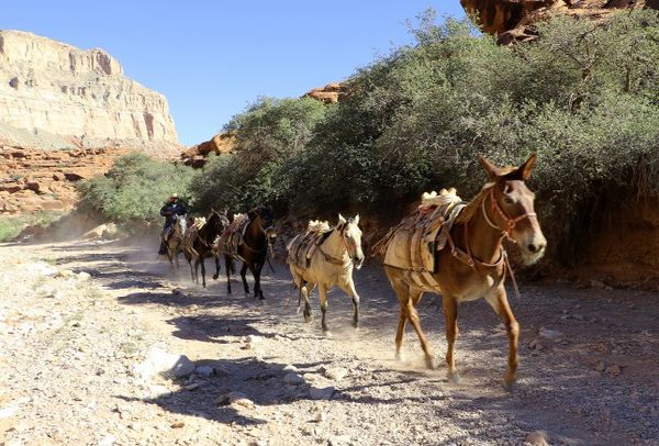 Randonnée à dos de mule Havasupai