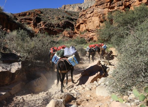 Randonnée à dos de mules Havasupai