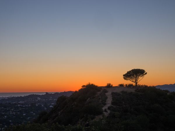 Tree of Life Los Angeles