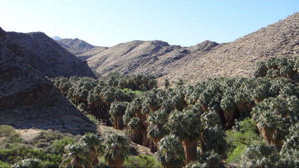 Palm Canyon - vue depuis le parking
