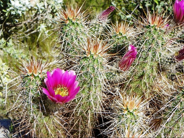 Cactus en fleurs Palm Canyon