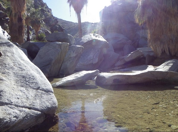 Palm Canyon