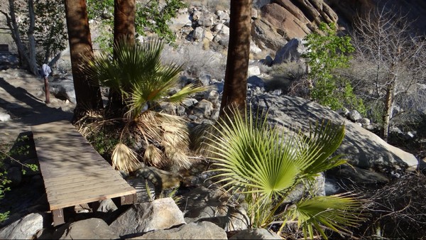 Andreas Canyon Trail