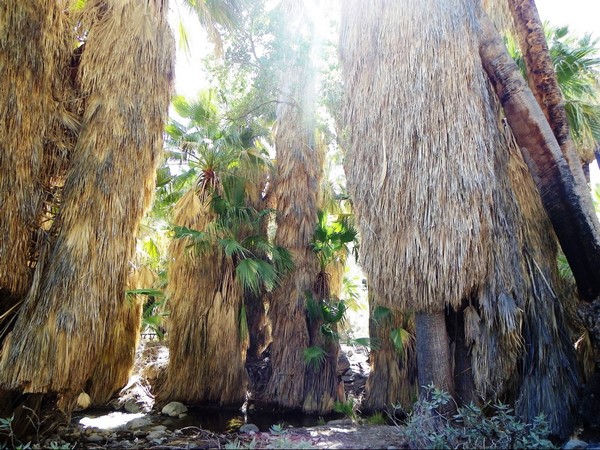 Andreas Canyon Trail