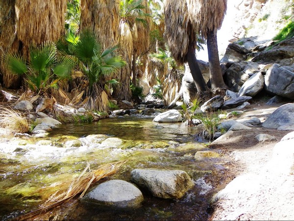 Andreas Canyon Trail