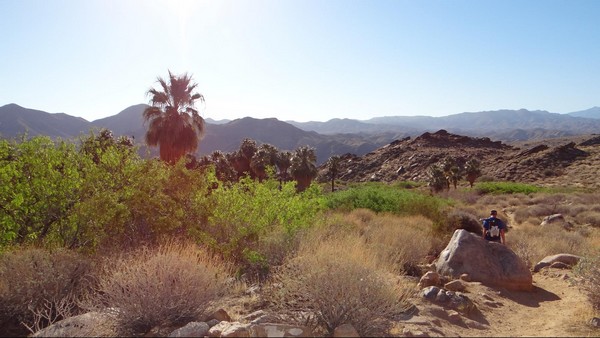Andreas Canyon Trail