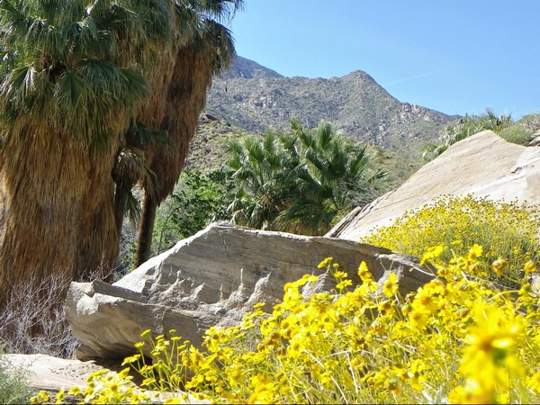 Les Indian Canyons au printemps