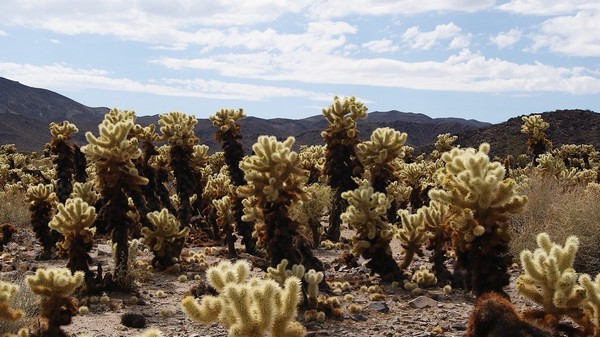 Joshua Tree National Park