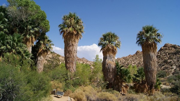 Cottonwood Spring Oasis