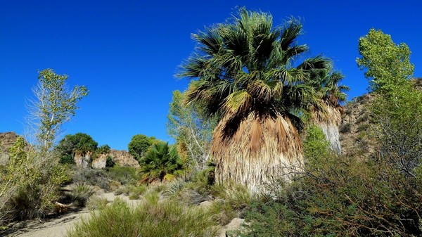 Lost Oasis Trail