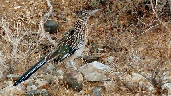 Roadrunner