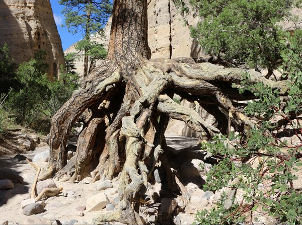 Racines arbre Slot Canyon Trail Kasha-Katuwe Tent Rocks