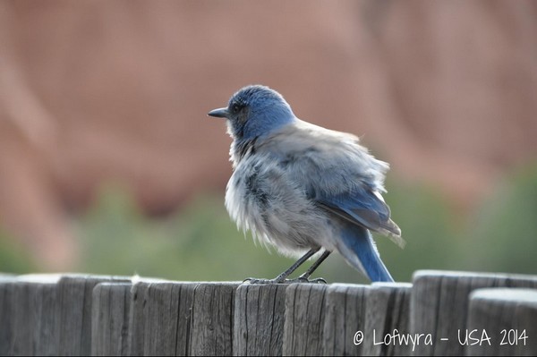 Oiseau Kodachrome Basin State Park