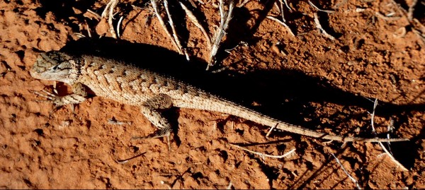 Lézard Kodachrome Basin SP