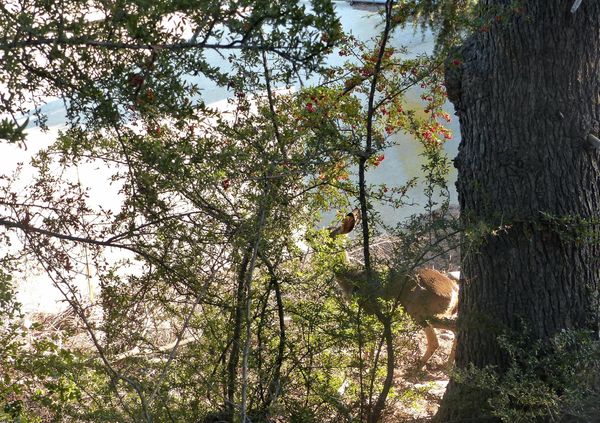 Biche sur Lake Hollywood Trail