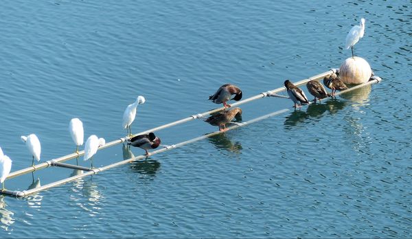 Volatiles en vadrouille Lake Hollywood