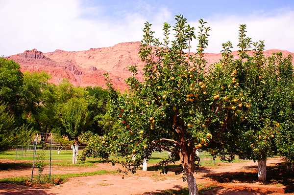 Verger Lonely Dell Ranch
