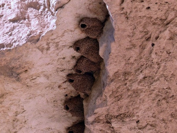 Les cavernes de calcaire Montezuma Castle