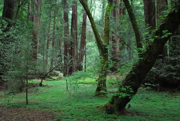 Muir Woods
