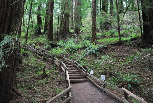 Sentier Muir Woods