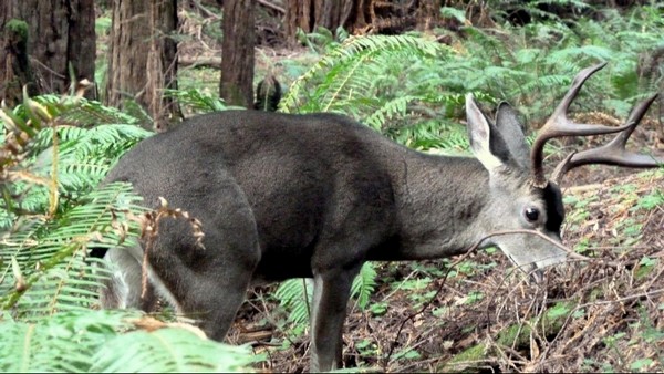 Biche Muir Woods