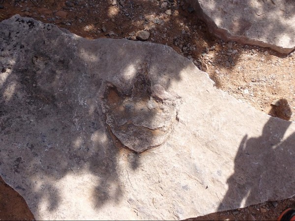 Empreinte de dinosaure Navajo National Monument