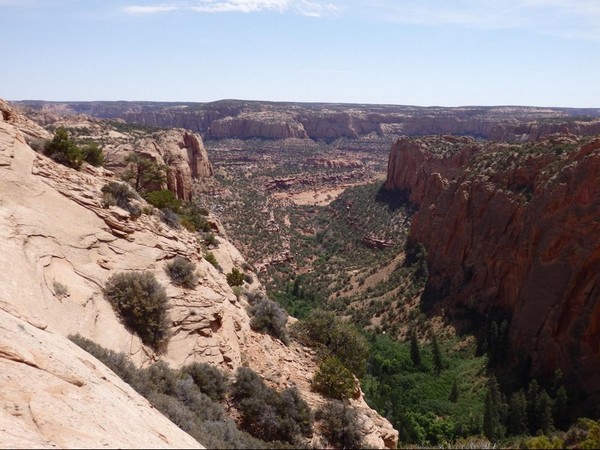 Forêt dans le Betatakin Canyon
