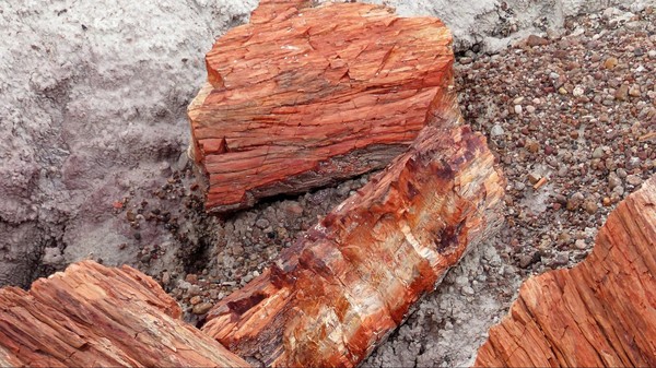 Bois pétrifié Petrified Forest & Painted Desert National Park Arizona