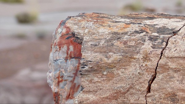 Bois pétrifié Petrified Forest & Painted Desert National Park Arizona