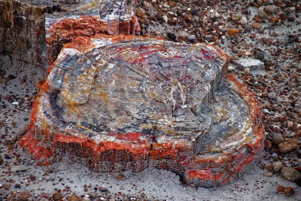 Bois pétrifié Blue Mesa Trail Petrified Forest National Park Arizona