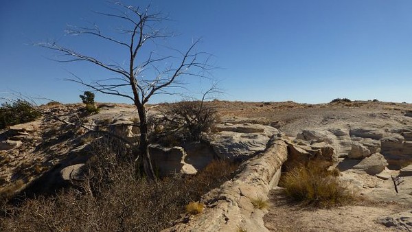 Agate Bridge Petrified Forest National Park Arizona