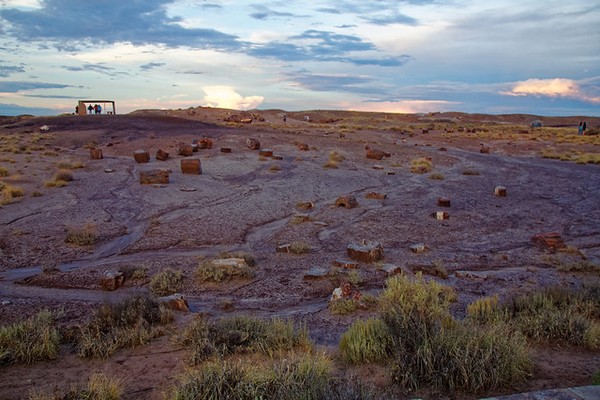 Crystal Forest Petrified Forest National Park Arizona