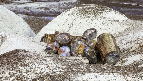 Crystal Forest Petrified Forest National Park Arizona