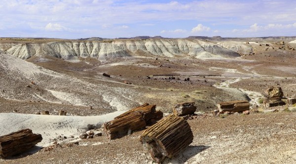 Crystal Forest Petrified Forest National Park Arizona