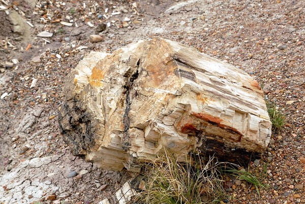 Crystal Forest Petrified Forest National Park Arizona