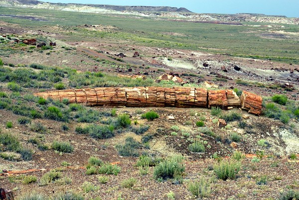 Crystal Forest Petrified Forest National Park Arizona