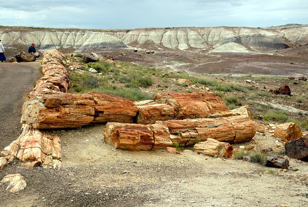 Crystal Forest Petrified Forest National Park Arizona