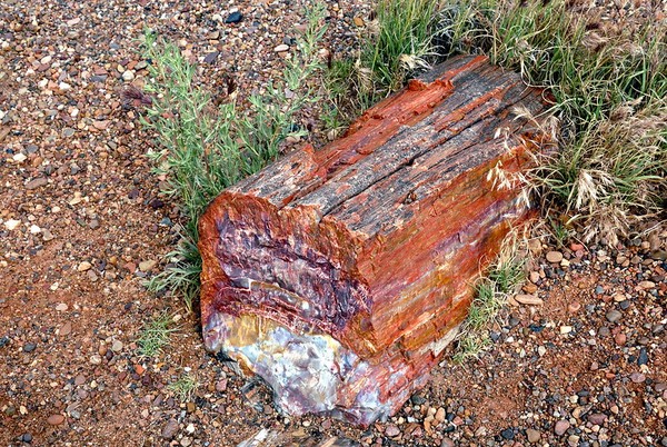 Crystal Forest Petrified Forest National Park Arizona