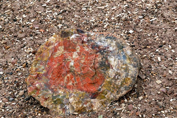 Crystal Forest Petrified Forest National Park Arizona