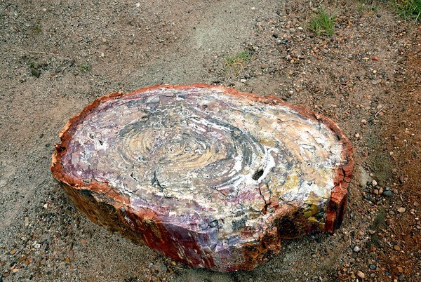 Bois pétrifié Crystal Forest Petrified Forest National Park Arizona