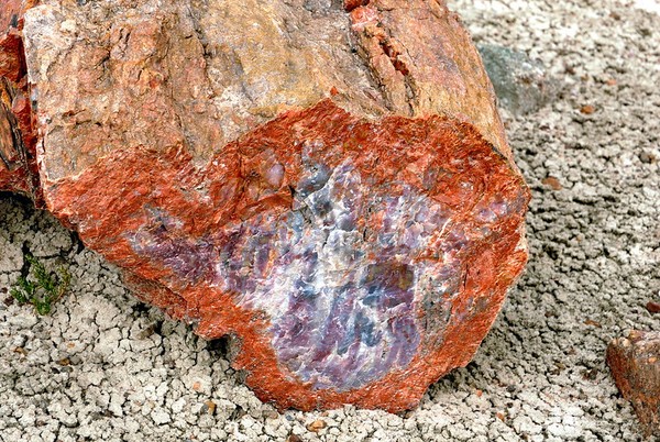 Bois pétrifié Crystal Forest Petrified Forest National Park Arizona