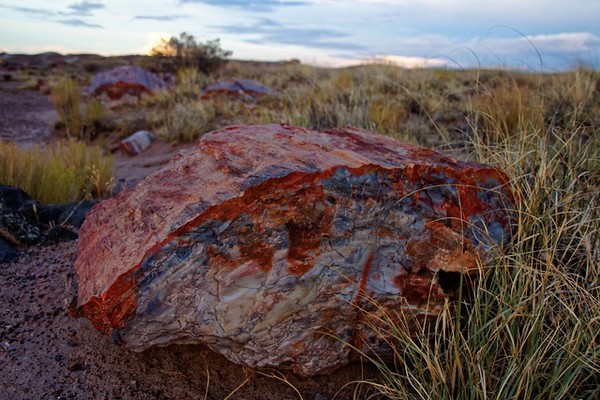 Bois pétrifié Crystal Forest Petrified Forest National Park Arizona