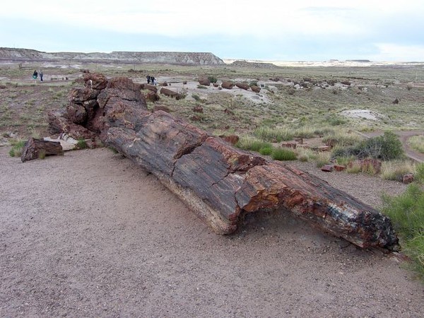 Long Logs Petrified Forest National Park Arizona