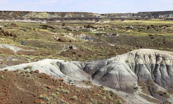 Long Logs Petrified Forest National Park Arizona