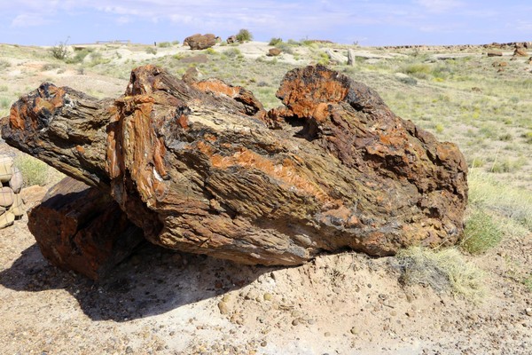 Bois pétrifié Long Logs Petrified Forest National Park Arizona