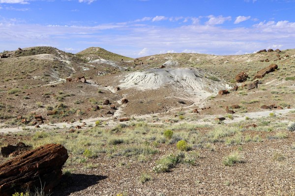 Long Logs Petrified Forest National Park Arizona