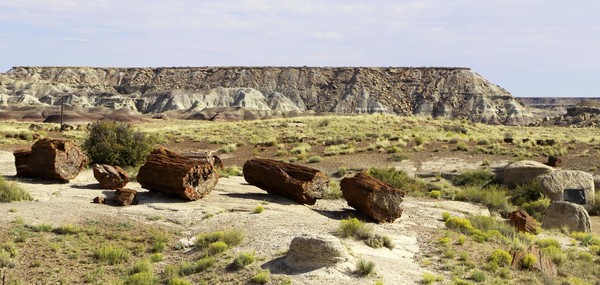Long Logs Petrified Forest National Park Arizona
