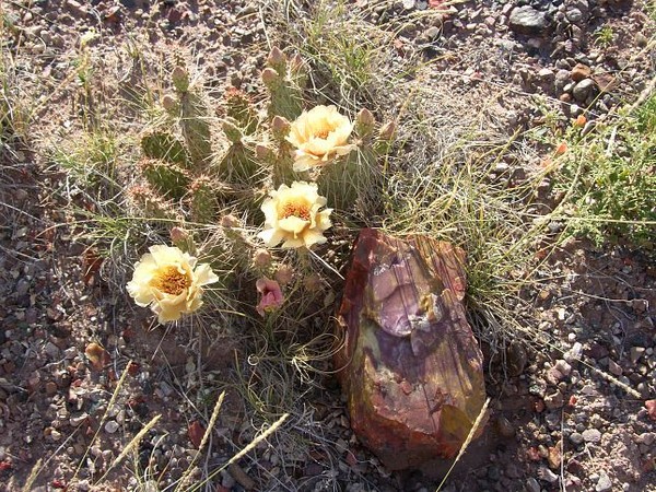 Bois pétrifié Petrified Forest National Park Arizona