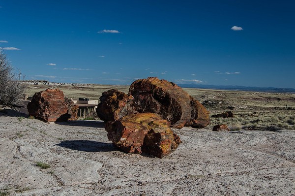 Giant Logs Petrified Forest National Park Arizona